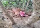 नेरूर येथे बिबट्याच्या हल्ल्यात बैल ठार