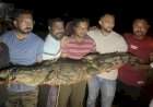 झाराप-कामळेवीर परिसरात सात फुट लांबीची मगर जेरबंद
