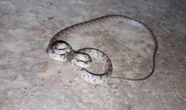 तुळस मध्ये आढळला दुर्मिळ निमविषारी 'बेंडोम कॅट स्नेक.'