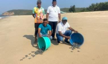 वायंगणी समुद्रकिनारी ऑलिव्ह रिडले कासवाच्या १२१ पिल्लांना जीवदान.