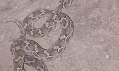 दुर्मिळ होत चाललेल्या फुरसे जातीच्या सापाला तुळस मध्ये जीवदान.