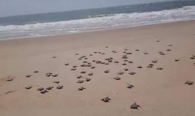 वेंगुर्ला तालुक्यात १०४८ ऑलिव्ह रिडले कासवांच्या पिल्लांना सोडले नैसर्गिक अधिवासात.