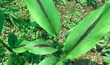 काळी हळद माहीत आहे का ? जाणून घ्या फायदे.