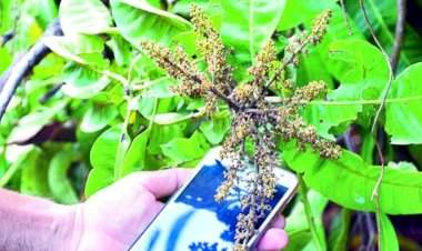 आंब्यावरील थ्रीप्स रोगावर विद्यापीठात संशोधन.  झाडांची पाने, मोहर व फळावरही या रोगाचा प्रादुर्भाव झालेला येतो दिसून.