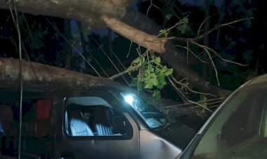 वेंगुर्ल्यात चारचाकी गाडीवर कोसळले अवाढव्य झाड; सुदैवाने मोठा अनर्थ टळला.