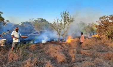 वळीवंडे येथे आंबा व काजू बागेला भीषण आग; लाखोंचे नुकसान.