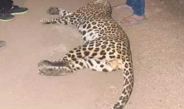 संगमेश्वर तालुक्यात डिंगणी येथे आढळला मृतावस्थेतील बिबट्याचा बछडा.  वनविभागामार्फत तपास सुरु.