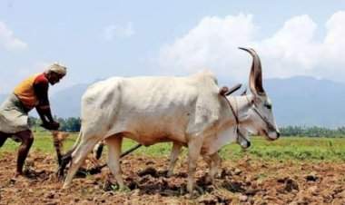 जामसंडे येथे २८ मे रोजी भाजप किसान मोर्चातर्फे भात शेतीवर मार्गदर्शन शिबिर.