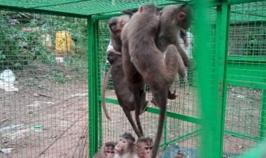 सावंतवाडी वनविभागाच्या वतीने वन्यप्राणी वानर-माकड यांच्यामुळे होणारा उपद्रव टाळण्यासाठी विविध उपाययोजना.