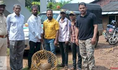 विहिरीत पडलेल्या खवल्या मांजरची वनविभागाकडून यशस्वी सुटका