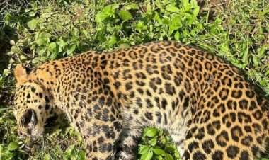 रत्नागिरी येथे बिबट्या आढळला मृतावस्थेत