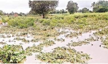 वैभववाडी तालुक्यात ओला दुष्काळ जाहिर करा  मनसे वैभववाडी तालुका अध्यक्ष महेश कदम यांची तहसीलदार यांच्या कडे मागणी