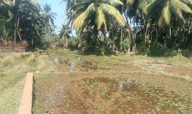 समुद्राचे पाणी शेतामध्ये घुसून शेती, बागायतींचे नुकसान