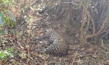 कुडाळ नेरूर येथे आढळला मृत बिबट्या