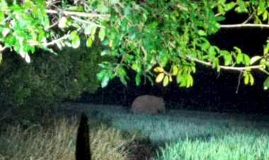 आंबोली जकातवाडी येथे आढळून आला एक हत्ती