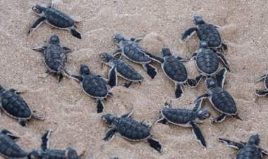 रत्नागिरीतील गावखडी समुद्र किनाऱ्यावरील ९०३ कासवांची पिल्ले समुद्रात झेपावली