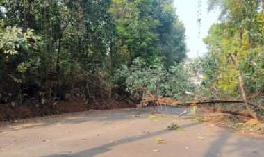 सावंतवाडी येथील शिल्पग्राम परिसरात वीजवाहिन्यावर झाड कोसळले