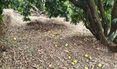 आंबा गळून पडल्याने बागायतदारांचे मोठे नुकसान