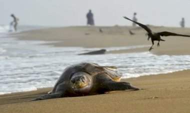 ओडिसा ते गुहागर कासवाचा तब्बल ३५०० किमीचा प्रवास.......टॅगिंगने पटली ओळख