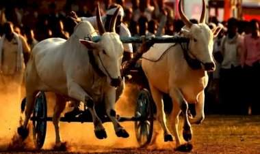 सावंतवाडी मळेवाड येथे १ मे रोजी जिल्हास्तरीय बैलगाडी स्पर्धा