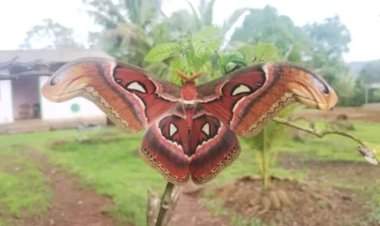 कुडाळ येथील नेरूर गावात आढळला दुर्मीळ ॲटलंस माॅथ पतंग