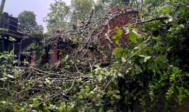 वेंगुर्ला परुळे येथे वडाचे झाड पडून घराचे नुकसान