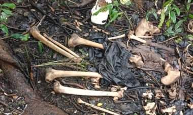 मालवण नांदोस जंगलात सडलेल्या अवस्थेत सापडली  मृतदेहाची हाडे