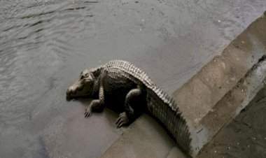 तेरेखोल नदीमध्ये मगरीचे दर्शन