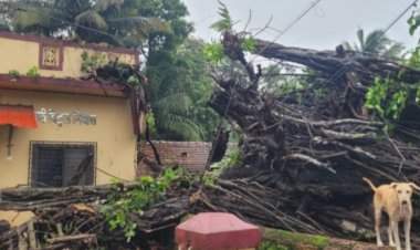 वटवृक्ष कोसळून दोन घरांचे नुकसान.....मालवण-चौके येथील घटना