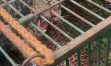 १० तासांच्या अथक प्रयत्नानंतर कोंडुरेत बिबट्याला पकडण्यात वनविभागाला यश