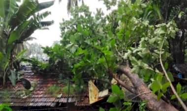 चराठा तळखांबवाडी येथे वादळी पावसामुळे दोन घरांवर  सागाचे झाड कोसळले