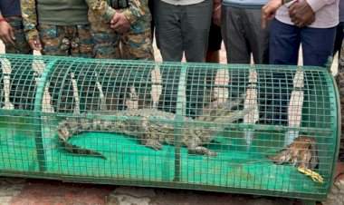 सावंतवाडी मोती तलावातील मगर जेरबंद