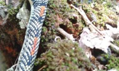 झोळंबे गावात आढळला दुर्मिळ 'फ्लायिंग स्नेक'