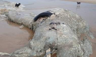 वायंगणी समुद्रकिनारी आढळला कुजलेल्या अवस्थेत 'व्हेल मासा'