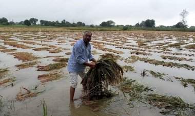अवकाळी पावसामुळे सिंधुदुर्ग जिल्ह्यात १७ हजारांहून अधिक शेतकरी बाधित......४ हजार ३३८ हेक्टर क्षेत्रातील शेतपिकांचे नुकसान