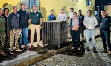 फासकीत अडकलेल्या बिबट्याला वनविभागाच्या अधिकाऱ्यांनी केले जेरबंद