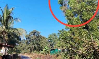 मळगाव–वेत्ये रस्त्यावरील वीज खांबाला धोका......धोकादायक वृक्ष तातडीने तोडण्याची मागणी