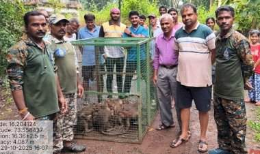 सावंतवाडी वनविभागाची विशेष मोहिम......सिंधुदुर्ग मध्ये एप्रिल २०२५ पासुन आतापर्यंत ९९७ उपद्रवी माकडे जेरबंद !