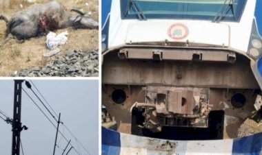 वंदेभारत एक्स्प्रेसची गुरांना धडक