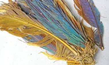 एक हजार वर्षांपूर्वी पेरूमध्ये पोपटांच्या पिसांचा होता मोठा व्यापार....नव्या संशोधनातील माहिती