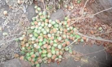 देवगड सौंदाळे सडा परिसरात आग!...आंबा बागायतदारांचे मोठे नुकसान