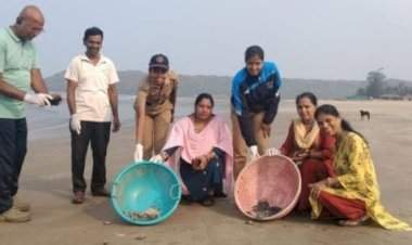 ऑलिव्ह रिडले प्रजातीच्या ५५ कासवांच्या पिल्लांना आचरा समुद्रात आले सोडण्यात