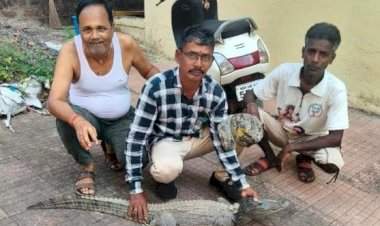 मळगाव येथे अंगणात आढळली ४ फूट लांबीची मगर