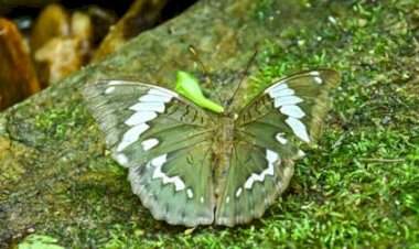 नवीन फुलपाखराचा शोध 