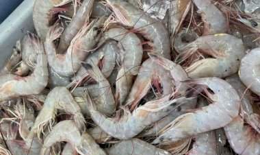 मत्स्य निर्यातीत महाराष्ट्र देशात दुसऱ्या स्थानी; सातासमुद्रापार पोहोचली कोकणची कोळंबी