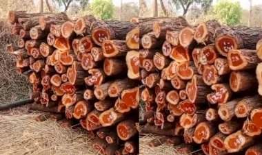 सोनुर्लीत सात ते आठ लाखांचा बेकायदेशीर खैर साठा जप्त