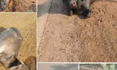 कासार्डेत अज्ञात वाहनाची म्हशींना धडक