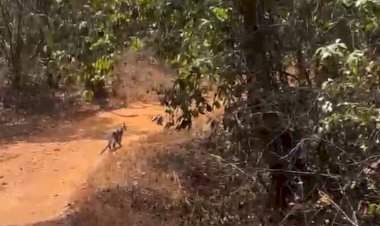 तळकट-कुंभवडे रस्त्यावर भरदिवसा बिबट्याचे दर्शन