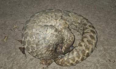 कुडाळ तालुक्यातील अणावमध्ये आढळले दुर्मिळ खवलेमांजर 