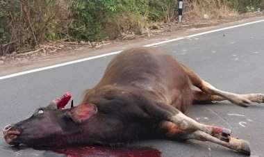 आंबोलीत अज्ञात वाहनाच्या धडकेत गव्याचा मृत्यू.....वन्यप्राण्यांच्या सुरक्षिततेचा प्रश्न ऐरणीवर